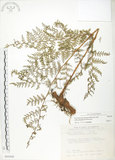 中文名:臺灣小膜蓋蕨(P004568)學名:Araiostegia parvipinnula (Hayata) Copel.(P004568)