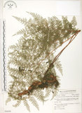 中文名:臺灣小膜蓋蕨(P006099)學名:Araiostegia parvipinnula (Hayata) Copel.(P006099)