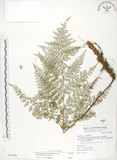 中文名:臺灣小膜蓋蕨(P007080)學名:Araiostegia parvipinnula (Hayata) Copel.(P007080)