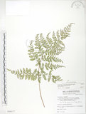 中文名:臺灣小膜蓋蕨(P008177)學名:Araiostegia parvipinnula (Hayata) Copel.(P008177)