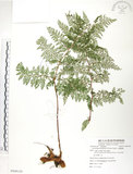 中文名:臺灣小膜蓋蕨(P009120)學名:Araiostegia parvipinnula (Hayata) Copel.(P009120)