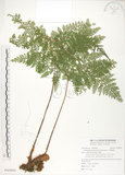 中文名:臺灣小膜蓋蕨(P009889)學名:Araiostegia parvipinnula (Hayata) Copel.(P009889)