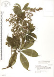 中文名:蘭嶼田薯(S042787)學名:Dioscorea cumingii Prain & Burk.(S042787)