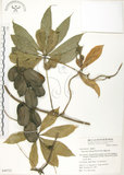 中文名:蘭嶼田薯(S049721)學名:Dioscorea cumingii Prain & Burk.(S049721)