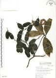 中文名:蘭嶼田薯(S065189)學名:Dioscorea cumingii Prain & Burk.(S065189)