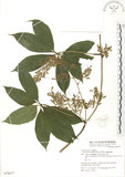 中文名:蘭嶼田薯(S079677)學名:Dioscorea cumingii Prain & Burk.(S079677)