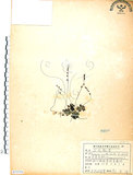中文名:小毛氈苔(S073751)學名:Drosera spathulata Lab.(S073751)