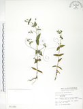 中文名:大籽當藥(S011282)學名:Swertia macrosperma (C.B.Clarke) C.B.Clarke(S011282)中文別名:巒大當藥