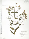 中文名:大籽當藥(S036944)學名:Swertia macrosperma (C.B.Clarke) C.B.Clarke(S036944)中文別名:巒大當藥