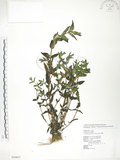中文名:大籽當藥(S054837)學名:Swertia macrosperma (C.B.Clarke) C.B.Clarke(S054837)中文別名:巒大當藥