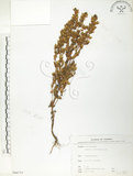 中文名:大籽當藥(S066733)學名:Swertia macrosperma (C.B.Clarke) C.B.Clarke(S066733)中文別名:巒大當藥