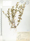 中文名:大籽當藥(S067040)學名:Swertia macrosperma (C.B.Clarke) C.B.Clarke(S067040)中文別名:巒大當藥