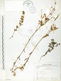 中文名:大籽當藥(S067041)學名:Swertia macrosperma (C.B.Clarke) C.B.Clarke(S067041)中文別名:巒大當藥