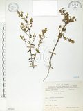 中文名:大籽當藥(S067042)學名:Swertia macrosperma (C.B.Clarke) C.B.Clarke(S067042)中文別名:巒大當藥