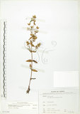 中文名:大籽當藥(S071339)學名:Swertia macrosperma (C.B.Clarke) C.B.Clarke(S071339)中文別名:巒大當藥
