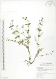 中文名:大籽當藥(S076773)學名:Swertia macrosperma (C.B.Clarke) C.B.Clarke(S076773)中文別名:巒大當藥