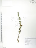 中文名:大籽當藥(S087389)學名:Swertia macrosperma (C.B.Clarke) C.B.Clarke(S087389)中文別名:巒大當藥