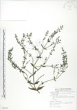 中文名:大籽當藥(S088143)學名:Swertia macrosperma (C.B.Clarke) C.B.Clarke(S088143)中文別名:巒大當藥