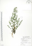 中文名:大籽當藥(S088203)學名:Swertia macrosperma (C.B.Clarke) C.B.Clarke(S088203)中文別名:巒大當藥