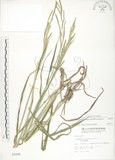 中文名:吳氏雀稗(S002209)學名:Paspalum urvillei Steud.(S002209)英文名:Upright Paspalum, Vasey Grass