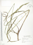 中文名:吳氏雀稗(S049277)學名:Paspalum urvillei Steud.(S049277)英文名:Upright Paspalum, Vasey Grass