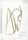 中文名:吳氏雀稗(S070110)學名:Paspalum urvillei Steud.(S070110)英文名:Upright Paspalum, Vasey Grass