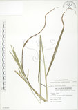 中文名:吳氏雀稗(S078399)學名:Paspalum urvillei Steud.(S078399)英文名:Upright Paspalum, Vasey Grass