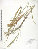 中文名:吳氏雀稗(S081797)學名:Paspalum urvillei Steud.(S081797)英文名:Upright Paspalum, Vasey Grass