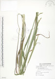 中文名:吳氏雀稗(S081831)學名:Paspalum urvillei Steud.(S081831)英文名:Upright Paspalum, Vasey Grass