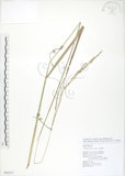 中文名:吳氏雀稗(S090337)學名:Paspalum urvillei Steud.(S090337)英文名:Upright Paspalum, Vasey Grass