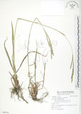 中文名:吳氏雀稗(S090956)學名:Paspalum urvillei Steud.(S090956)英文名:Upright Paspalum, Vasey Grass