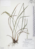 中文名:吳氏雀稗(S090969)學名:Paspalum urvillei Steud.(S090969)英文名:Upright Paspalum, Vasey Grass