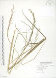 中文名:吳氏雀稗(S091944)學名:Paspalum urvillei Steud.(S091944)英文名:Upright Paspalum, Vasey Grass