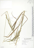 中文名:吳氏雀稗(S091945)學名:Paspalum urvillei Steud.(S091945)英文名:Upright Paspalum, Vasey Grass