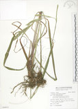 中文名:吳氏雀稗(S094912)學名:Paspalum urvillei Steud.(S094912)英文名:Upright Paspalum, Vasey Grass