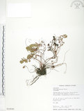 中文名:玉山金絲桃(S014590)學名:Hypericum nagasawai Hayata(S014590)