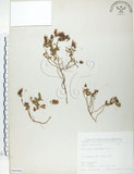 中文名:玉山金絲桃(S066966)學名:Hypericum nagasawai Hayata(S066966)