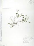 中文名:玉山金絲桃(S086104)學名:Hypericum nagasawai Hayata(S086104)