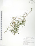 中文名:玉山金絲桃(S088279)學名:Hypericum nagasawai Hayata(S088279)