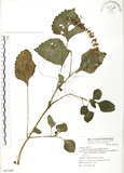 中文名:蘭嶼小鞘蕊花(S067648)學名:Coleus formosanus Hayata(S067648)