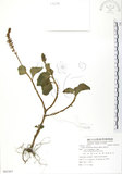 中文名:蘭嶼小鞘蕊花(S085367)學名:Coleus formosanus Hayata(S085367)