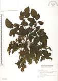 中文名:火筒樹(S031516)學名:Leea guineensis G. Don(S031516)英文名:Manila Leea