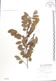 中文名:蘭嶼木藍(S004918)學名:Indigofera zollingeriana Miq.(S004918)