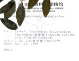 中文名:蘭嶼木藍(S010543)學名:Indigofera zollingeriana Miq.(S010543)