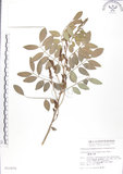 中文名:蘭嶼木藍(S011075)學名:Indigofera zollingeriana Miq.(S011075)