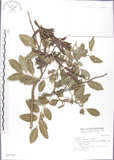 中文名:蘭嶼木藍(S031535)學名:Indigofera zollingeriana Miq.(S031535)