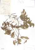 中文名:蘭嶼木藍(S040750)學名:Indigofera zollingeriana Miq.(S040750)