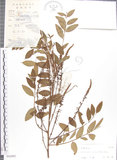 中文名:蘭嶼木藍(S042405)學名:Indigofera zollingeriana Miq.(S042405)