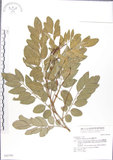 中文名:蘭嶼木藍(S042793)學名:Indigofera zollingeriana Miq.(S042793)