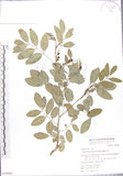 中文名:蘭嶼木藍(S050882)學名:Indigofera zollingeriana Miq.(S050882)